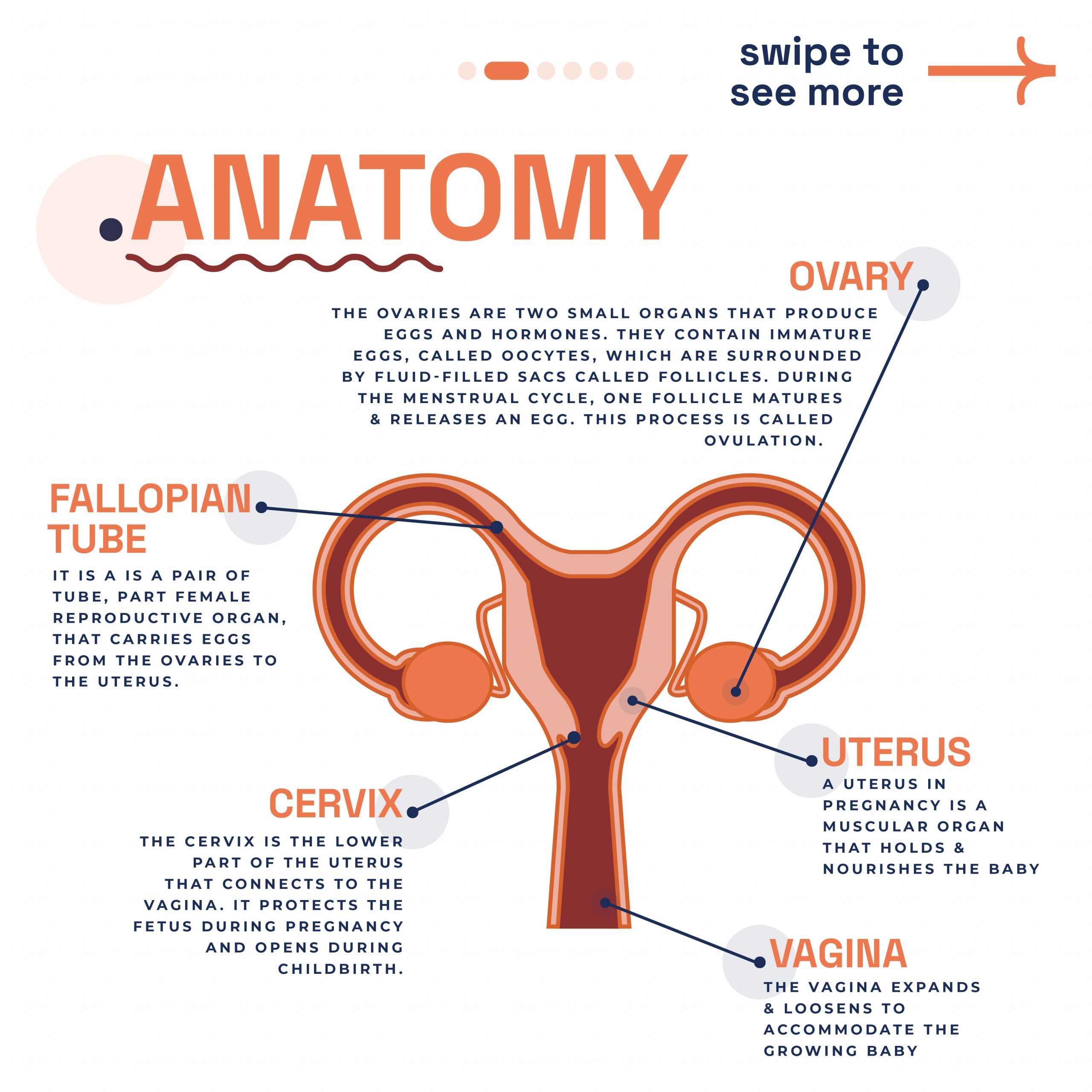 Educational diagram of female reproductive anatomy focusing on the fallopian tubes provided by London Pregnancy Clinic.